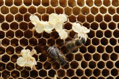 Close-up of bee on floor