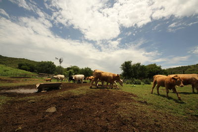 Horses in a field