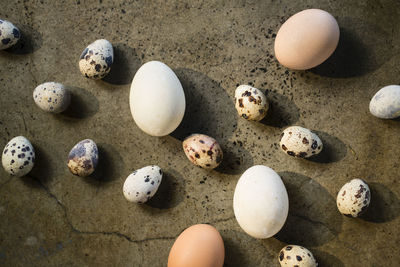 High angle view of eggs on rocks