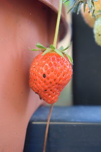 Close-up of strawberry hanging outdoors