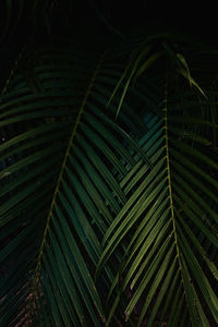 Close-up of palm tree