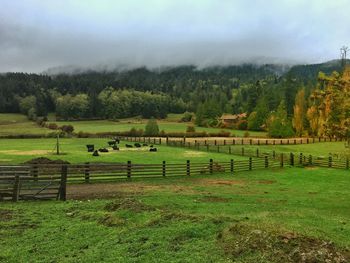 Scenic view of trees on field against sky