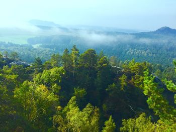 Scenic view of forest against sky