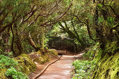 Footpath amidst trees in forest