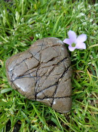 Close-up of flower growing on grassy field