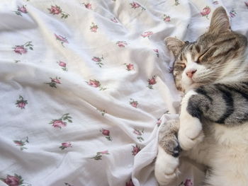 High angle view of cat sleeping on bed