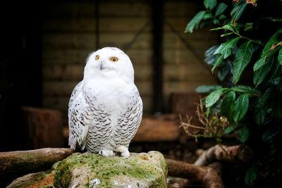 Close-up of owl perching