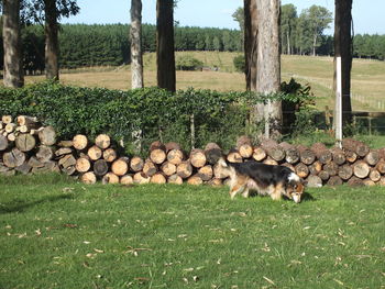 Sheep on field against trees