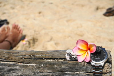 High angle view of watch and flower on wood