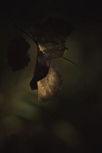 Close-up of wilted plant during autumn