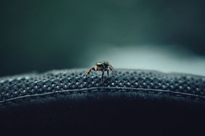 Close-up of fly