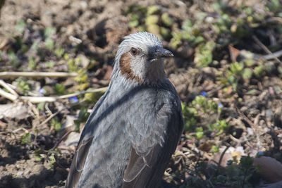 Close-up of owl on field