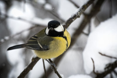 Close-up of bird perching on snow