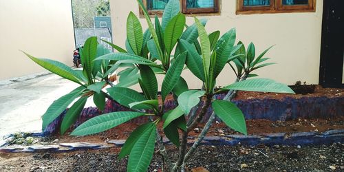 Close-up of potted plant by window against building