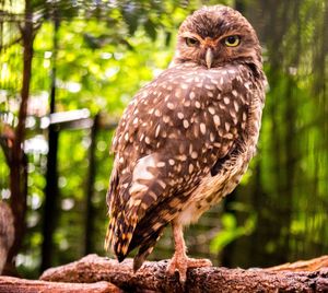 Close-up of owl perching on tree in forest