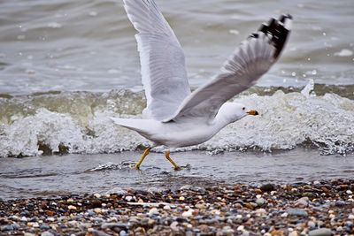 Close-up of seagull on lake