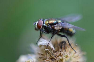 Close-up of bee pollinating flower