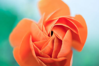 Close-up of orange rose flower