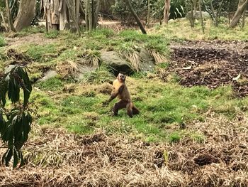 Monkeys on grass against trees