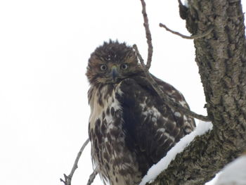 Low angle view of owl perching on branch