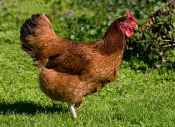 Side view of rooster on grass