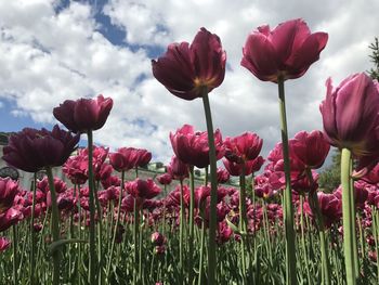 Close-up of red tulips growing on field against sky