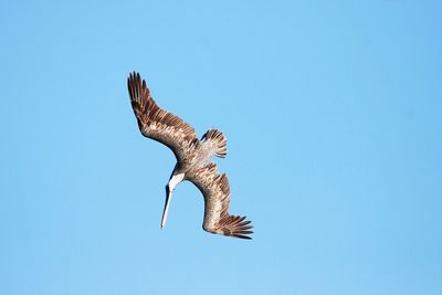 Low angle view of eagle flying against clear sky