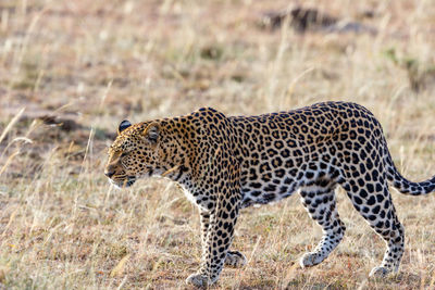 Close up of a leopard walking on the savannah