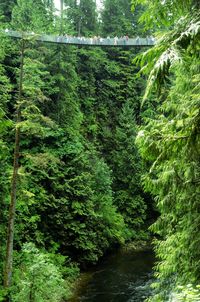 View of trees in forest