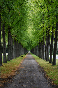 Road amidst trees in forest