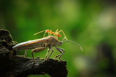 Close-up of bug hunting ant