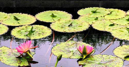 Pink lotus water lily in lake