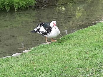 View of birds on lakeshore