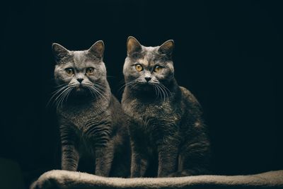 Portrait of two cats