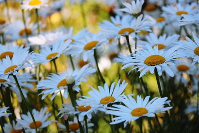 Close-up of white flowers blooming outdoors