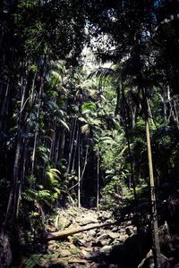 Bamboo trees in forest