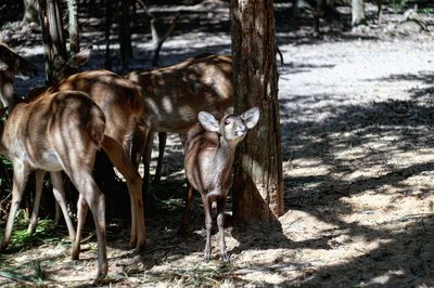 Deer with fawn at zoo