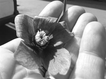 Close-up of flowers