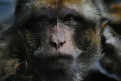 Close-up portrait of monkey