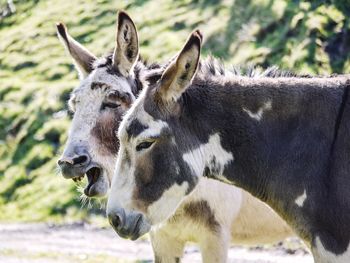 Close-up of two donkeys