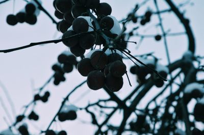 Close-up of red berries on tree