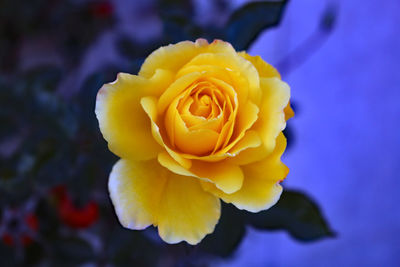 Close-up of yellow rose