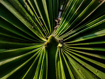 This is the front side of the palm trees leaf and morning sunlight fall on this leaf.