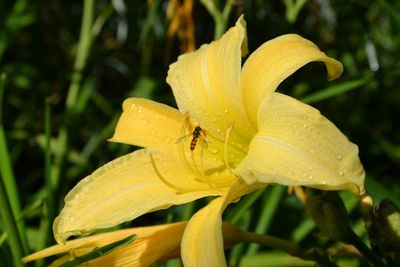 Close-up of yellow flower