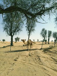 Horse on field against trees