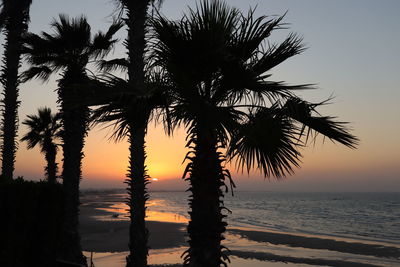 Silhouette palm tree by sea against sky at sunset