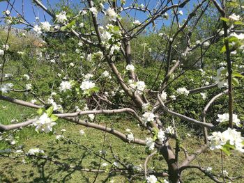 Low angle view of cherry blossom tree