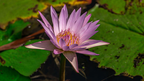 Close-up of water lily