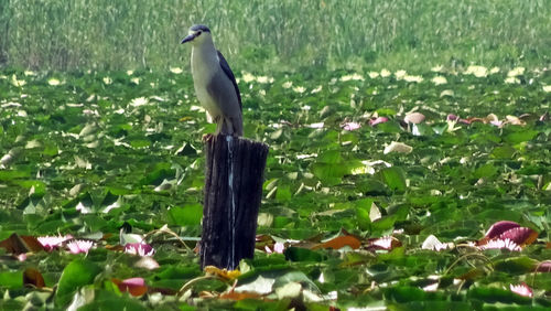 Close-up of bird perching on plant