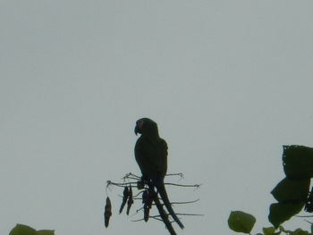 Low angle view of bird perching on clear sky